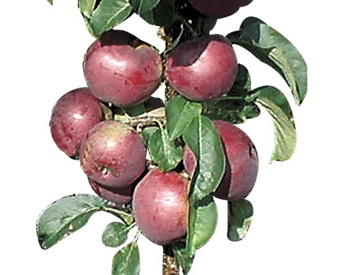 Pommier colonnaire bio FloraSelf Bio Malus domestica 'Blue Moon' h 100-130 cm Co 7,5 l