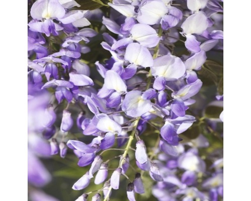 Glycine FloraSelf Wisteria sinensis 'Prolific' H 50-70 cm Co 2,3 l