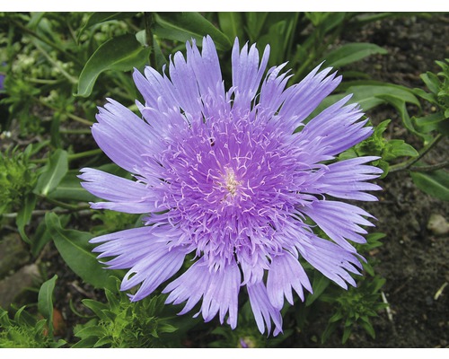 Gros plan d''une fleur de Scabiosa dans une plate-bande