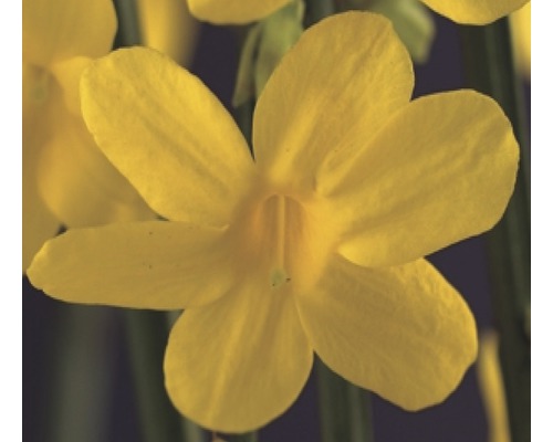 Jasmin d'hiver FloraSelf Jasminum polyanthus H 50-70 cm pot Ø 2,3 cm