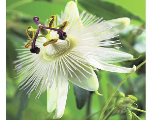 Fleur de la passion FloraSelf Passiflora caerulea 'Constance Elliott' H 50-70 cm Co 2,3 L