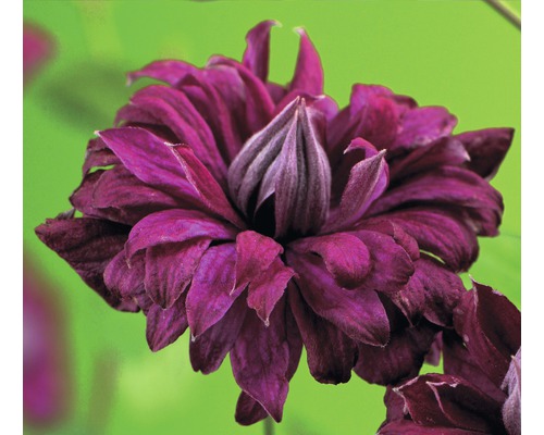 Waldrebe FloraSelf Clematis viticella 'Purpurea Plena Elegans' H 50-70 cm Co 2,3 L