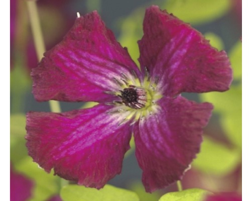 Clématite FloraSelf Clematis viticella 'Rubra' H 50-70 cm Co 2,3 L