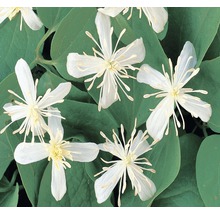 Image d''une anémone sylvie avec des fleurs blanches et des feuilles vertes.