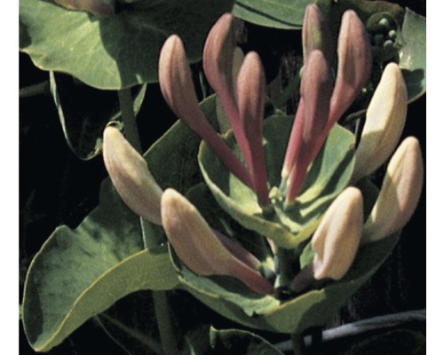 Geissblatt, Heckenkirsche FloraSelf Lonicera caprifolium H 50-70 cm Co 2,3 L Geissblatt, Heckenkirsche FloraSelf Lonicera caprifolium H 50-70 cm Co 2,3 L