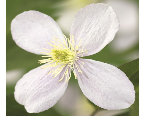 Clématite de montagne FloraSelf Clematis montana 'Fragrant Spring' H 50-70 cm Co 2,3 L