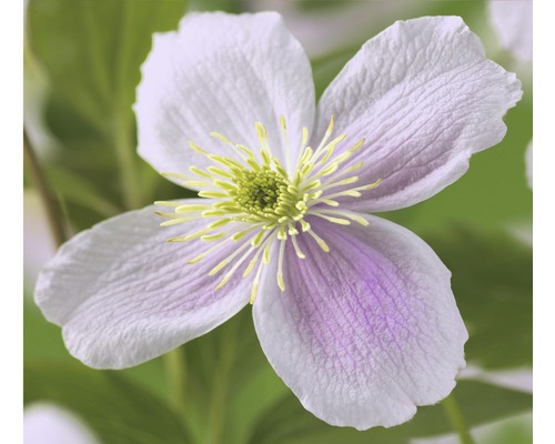 Clématite de montagne FloraSelf Clematis montana 'Pink Perfection' H 50-70 cm Co 2,3 L