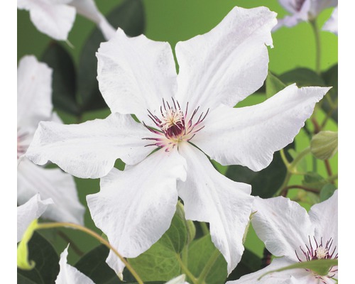 Clématite FloraSelf Clematis-Cultivars 'Snow Queen' H 50-70 cm Co 2,3 L