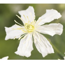 Gros plan d''une clématite blanche