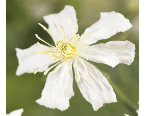 Clématite FloraSelf Clematis-Cultivars 'Paul Farges' H 50-70 cm Co 2,3 L Gros plan d''une clématite blanche