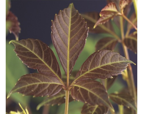 Wilder Wein FloraSelf Parthenocissus henryana H 50-70 cm Co 2,3 L-0