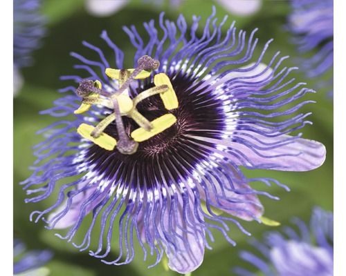 Fleur de la passion FloraSelf Passiflora-Cultivars « Purple Rain » H 50-70 cm Co 2,3 l