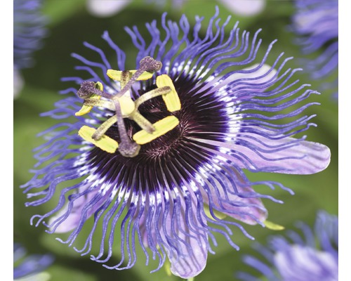 Passionsblume FloraSelf Passiflora-Cultivars 'Purple Rain' H 50-70 cm Co 2,3 L