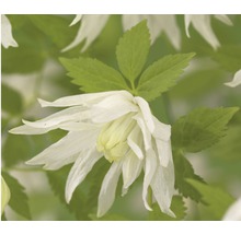 Fleur de clématite avec des feuilles vertes