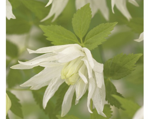 Clématite des Alpes FloraSelf Clematis alpina 'Albina Plena' H 50-70 cm Co 2,3 L