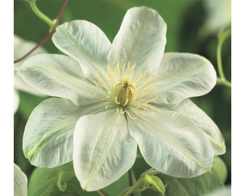 Clématite FloraSelf Clematis-Cultivars 'Guernsey Cream' H 50-70 cm Co 2,3 L