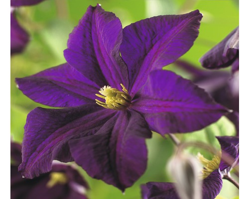 Clématite FloraSelf Clematis-Cultivars 'Romantika' H 50-70 cm Co 2,3 L