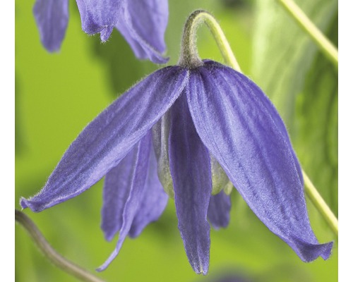 Clématite macropetala FloraSelf Clematis macropetala H 50-70 cm Co 2,3 L