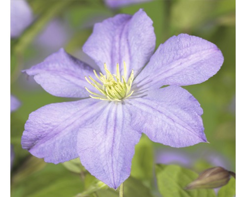 Clématite FloraSelf Clematis-Cultivars 'Prince Charles' H 50-70 cm Co 2,3 L