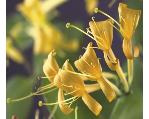 Chèvrefeuille FloraSelf Lonicera-Cultivars « Mandarin » PBR H 50-70 cm Co 2,3 l jaune