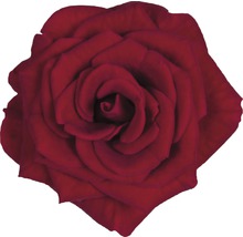 Rose FloraSelf Rosa Hybride 'Isabel' H 30-40 cm Ø 13 cm pot-thumb-1