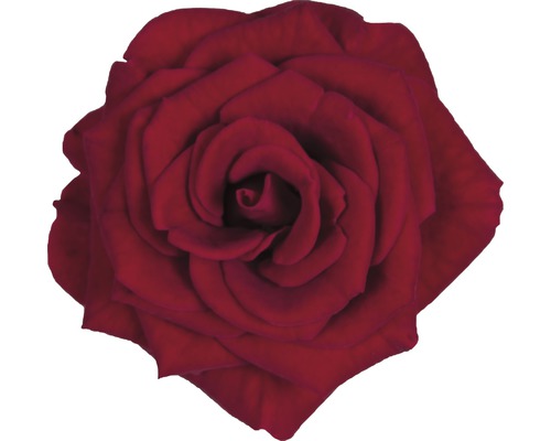 Gros plan d''une seule rose