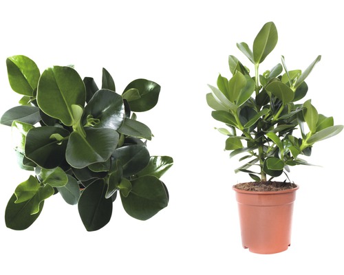 Clusia Zimmerpflanze in einem Topf, zwei Ansichten