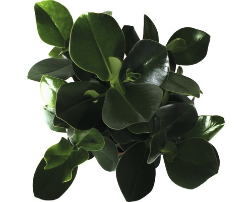 Peperomia Zimmerpflanze mit runden Blättern