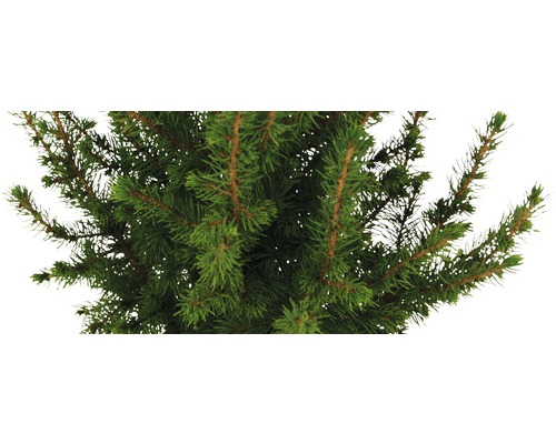 Gros plan d'un sapin de Nordmann