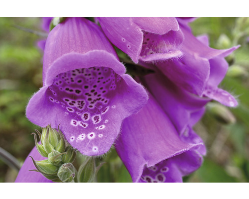 Digitale pourpre FloraSelf Digitalis purpurea 'Dalmatian Purple' h 5-30 cm Co 0,5 l Gros plan de fleurs de digitale