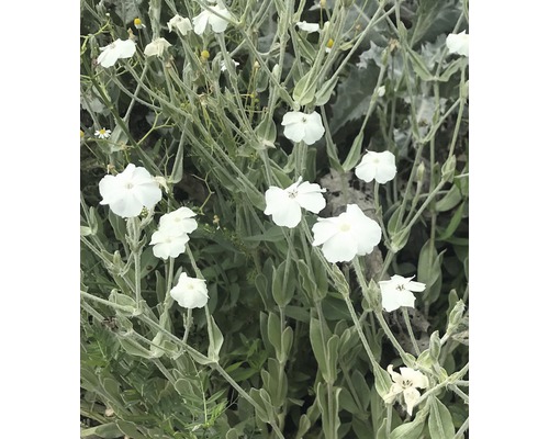 Weißblühende Vexiernelke FloraSelf Lychnis coronaria 'Alba' H 5-20 cm Co 0,5 L