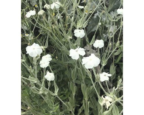 Weißblühende Vexiernelke FloraSelf Lychnis coronaria 'Alba' H 5-20 cm Co 0,5 L Blütenstand mit weißen Blütenblättern und grünen Blättern