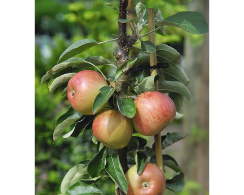 Pommier nain Bio FloraSelf Bio Malus domestica 'Delgrina' hauteur du tronc 40 cm hauteur totale H 60-0 8cm Co 7,5 L