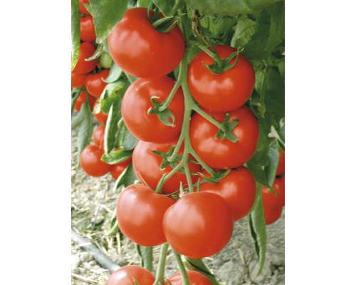 Tomate savoureuse, tomate pour salade 'Sportivo' F1 FloraSelf pot Ø 12 cm greffée Arbuste avec des tomates mûres dans le jardin