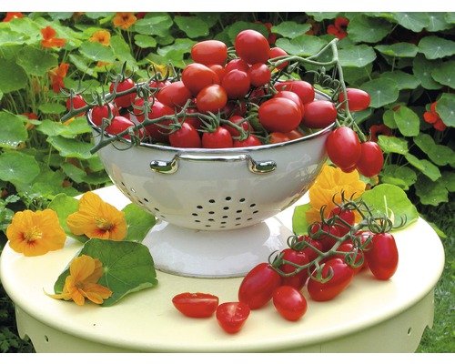 Tomate prune 'Dasher' F1 FloraSelf pot Ø 12 cm greffée