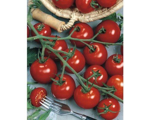 Tomate cocktail 'Piccolino' FloraSelf pot Ø 12 cm greffée