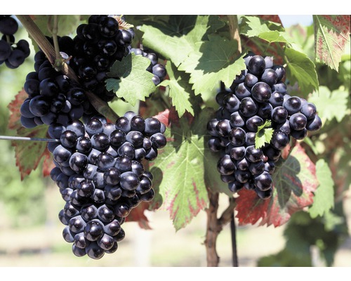 Raisin de table bio bleu FloraSelf Bio Vitis vinifera 'Nero' h 60-100 cm Co 3 l Raisins sur un cep de vigne