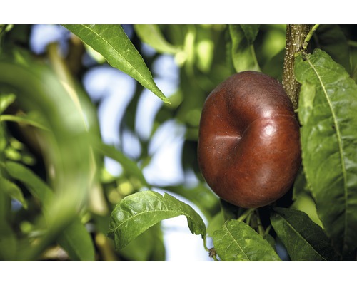 Nectarine plate Bio FloraSelf Bio Prunus nucipersica hauteur du tronc env. 60 cm hauteur totale env. 130-150 cm Co 7,5 L arbuste