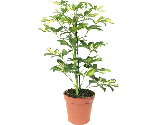 Künstlicher Schefflera Arboricola – 55 Cm Hohe Kunstpflanze, Realistisch & Pflegeleicht | Mit Topf, Für Wohnung & Büro