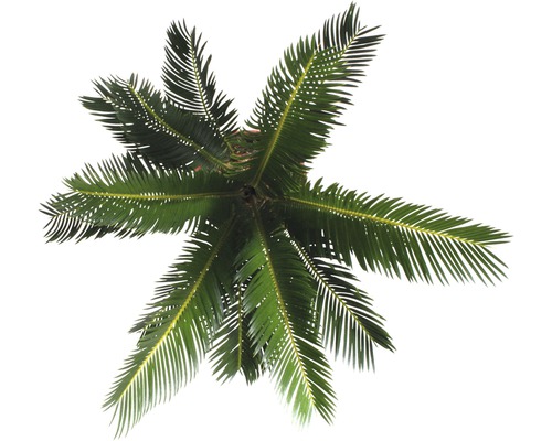 Draufsicht einer Sagopalmfarne im Topf