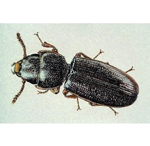 Käfer Abbildung