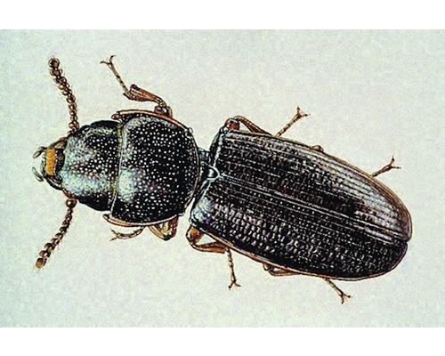 Käfer Abbildung