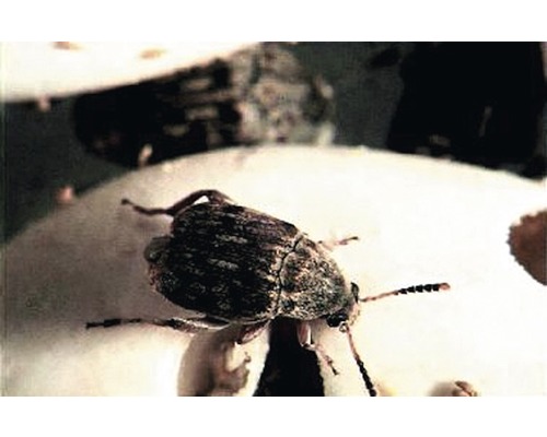 Käfer auf einer Oberfläche