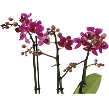 Orchidée papillon FloraSelf Phalaenopsis Hybride H 45-55 cm pot Ø 12 cm 3 panicules