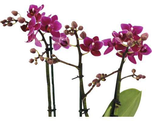 Drei blühende Mini-Orchideen