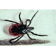 Zecke für Schädlingsbekämpfung