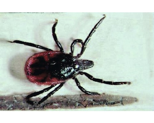 Zecke für Schädlingsbekämpfung