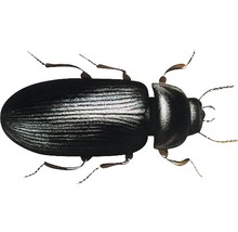 Schwarzer Getreideschimmelkäfer