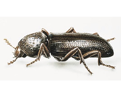 Drahtwurm