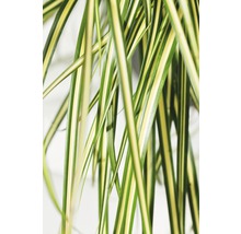 Gros plan sur les feuilles rayées d''une plante araignée